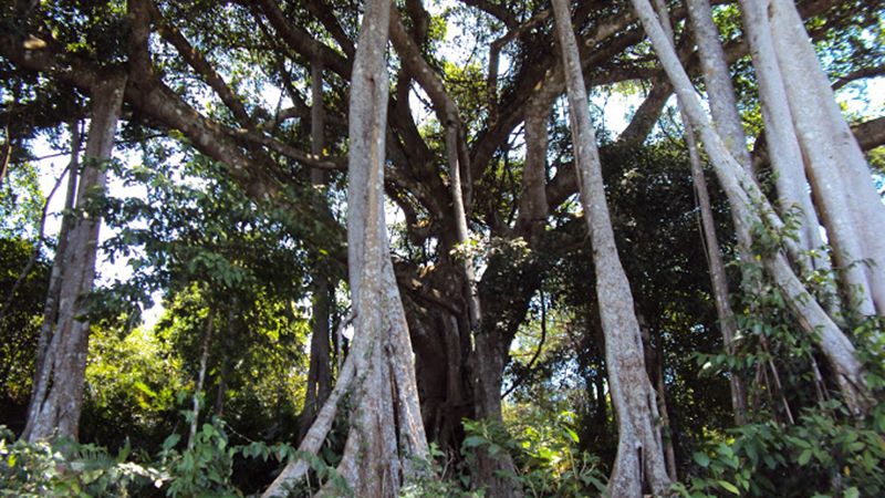 Tourist Attractions Of The Heritage Tree - Danang Fantasticity - Da 