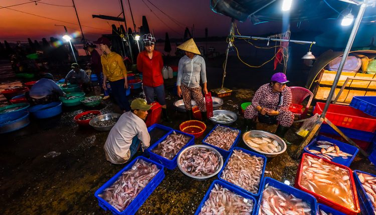 Fish Market At Sunrise, Cam Ha; Hoi An, Vietnam.