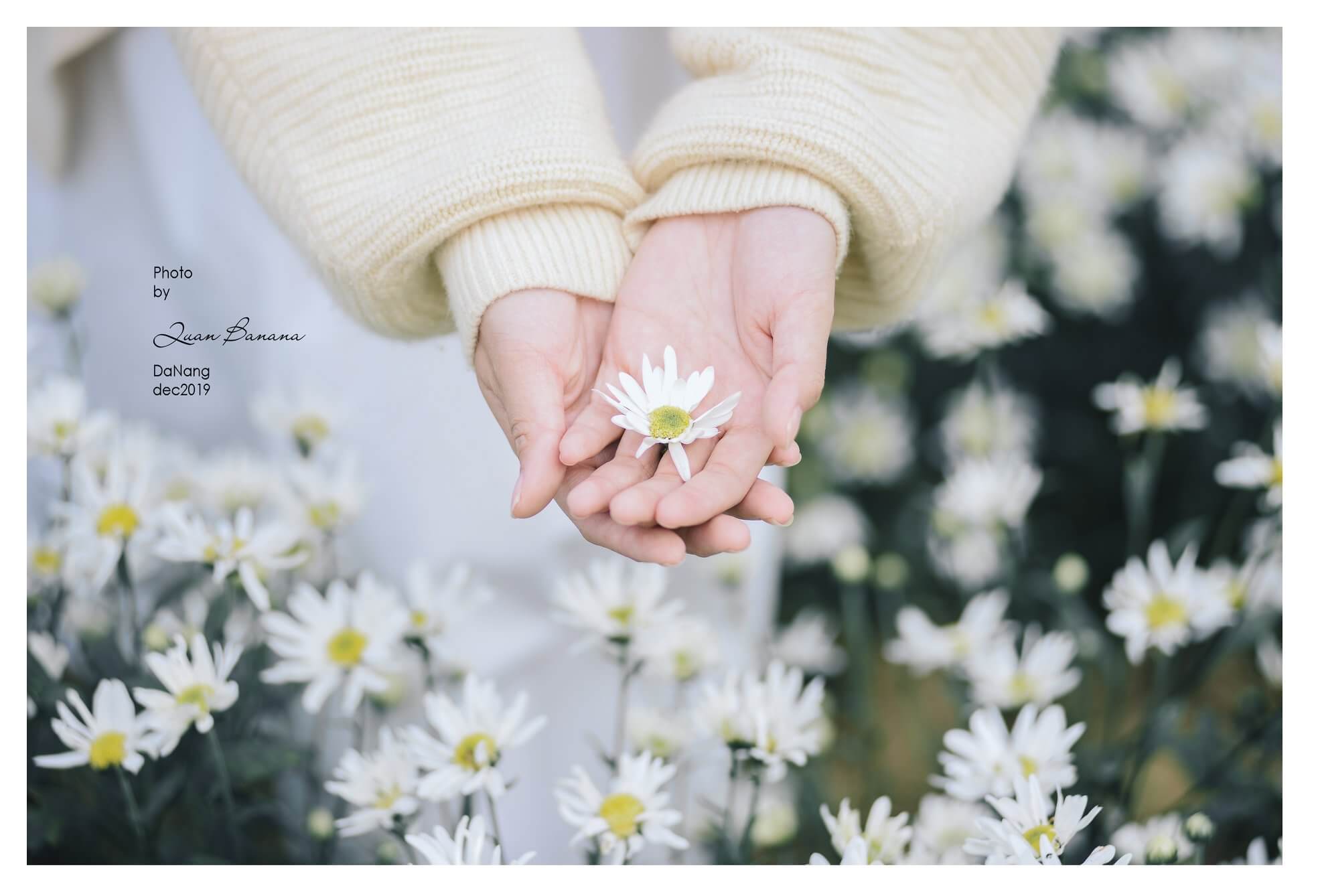 Tình yêu và hoa Cúc Họa Mi vẫn là một chủ đề dẫn đầu về cảm xúc ngọt ngào và lãng mạn cho mọi người năm
