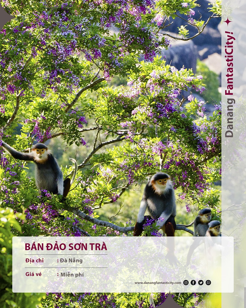 Ban Dao Son Tra Gia Ve Cac Diem Tham Quan Tai Da Nang 2023