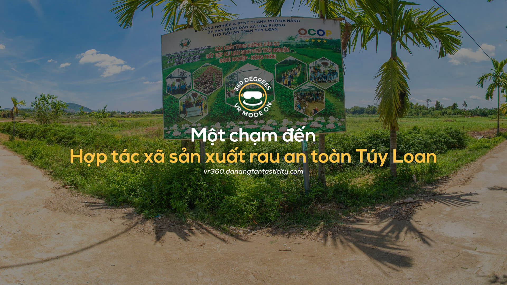 Hop Tac Xa San Xuat Rau An Toan Tuy Loan