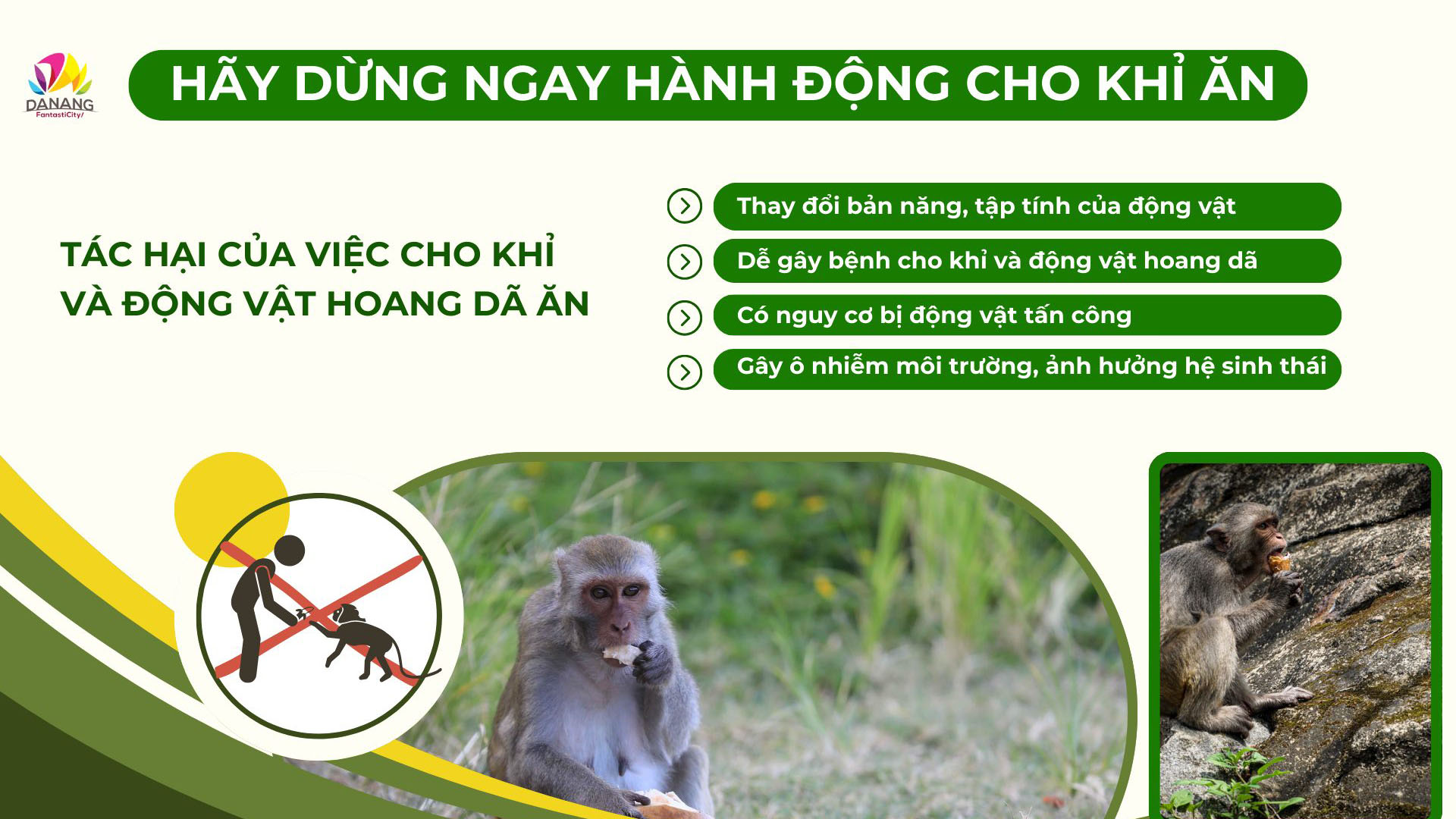 Khuyến cáo người dân và du khách không nên cho khỉ ăn khi tham quan bán đảo Sơn Trà