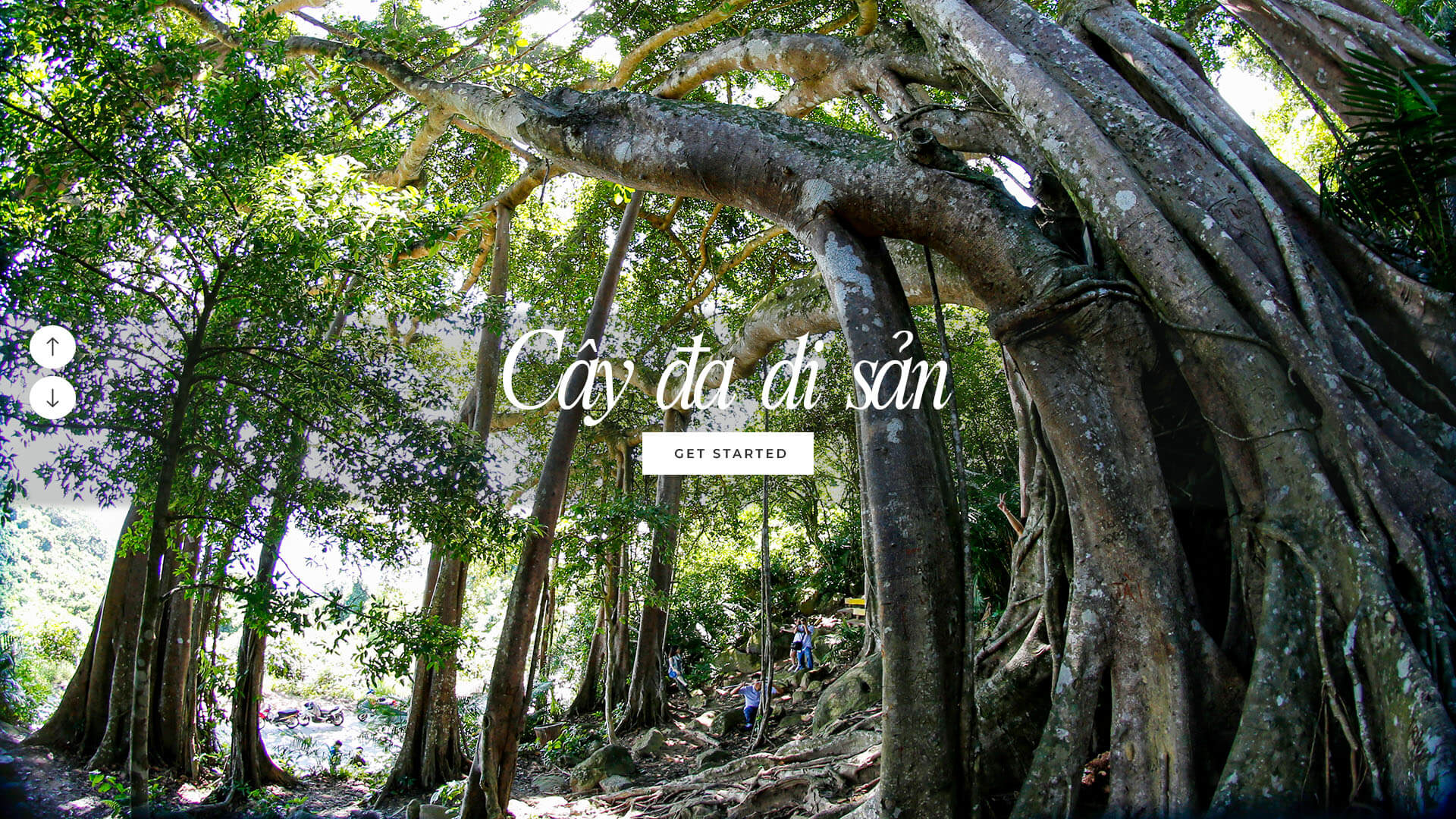 Cây đa di sản tại bán đảo Sơn Trà