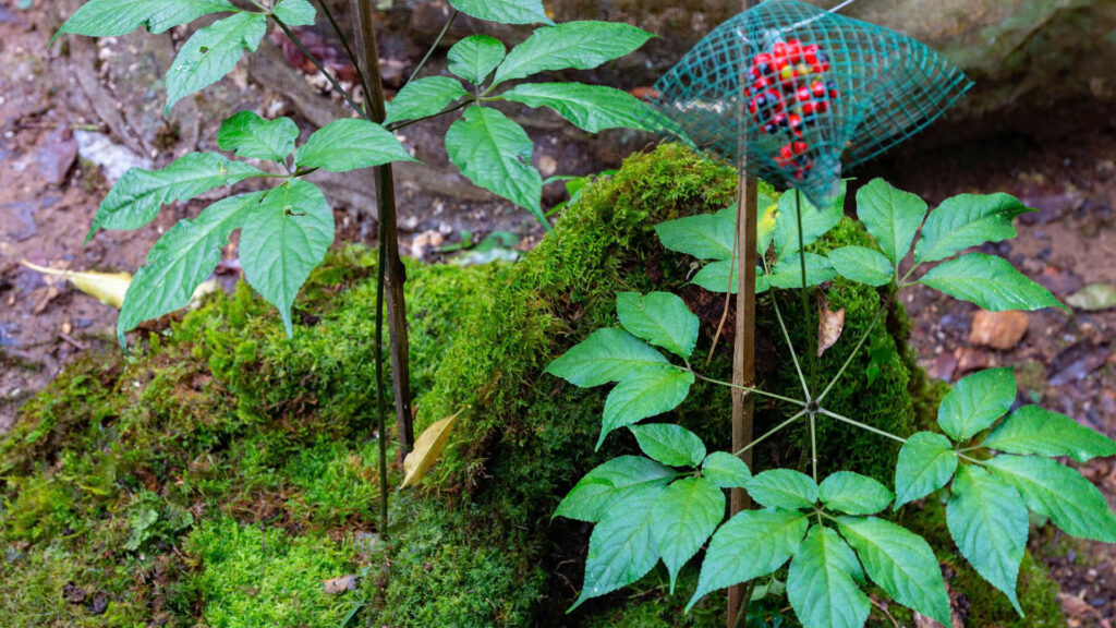 Folk Knowledge of Ngoc Linh Ginseng 1