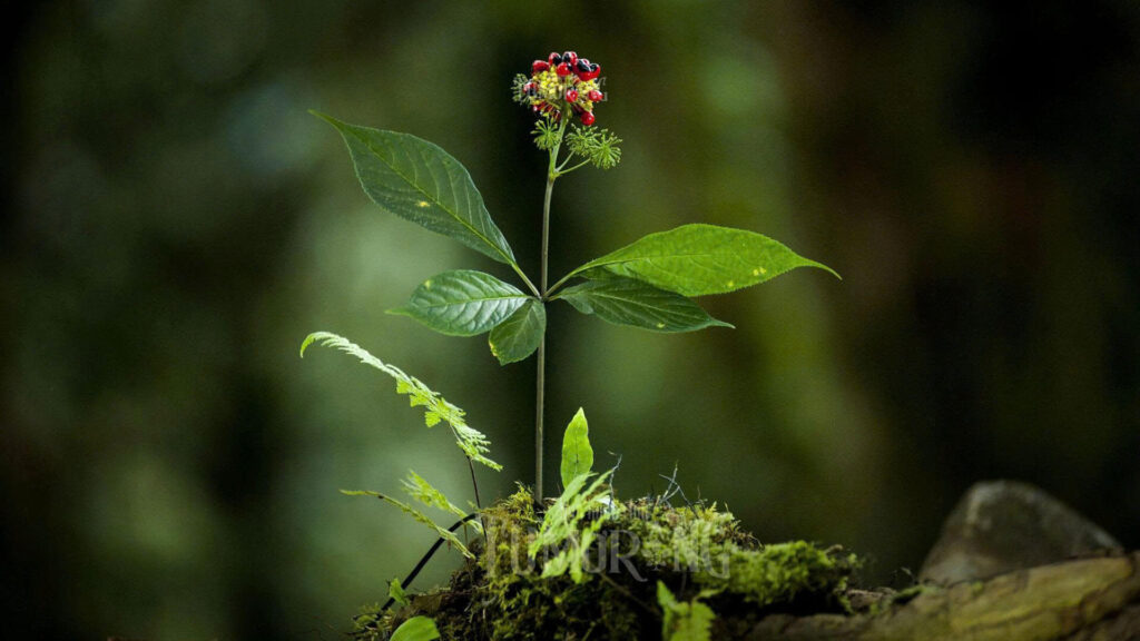 Folk Knowledge of Ngoc Linh Ginseng 2