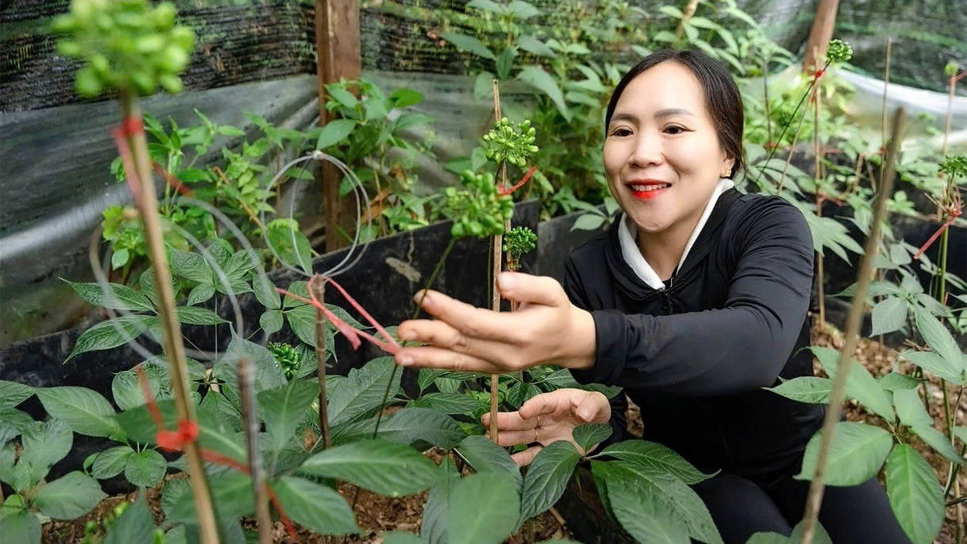 Folk Knowledge of Ngoc Linh Ginseng