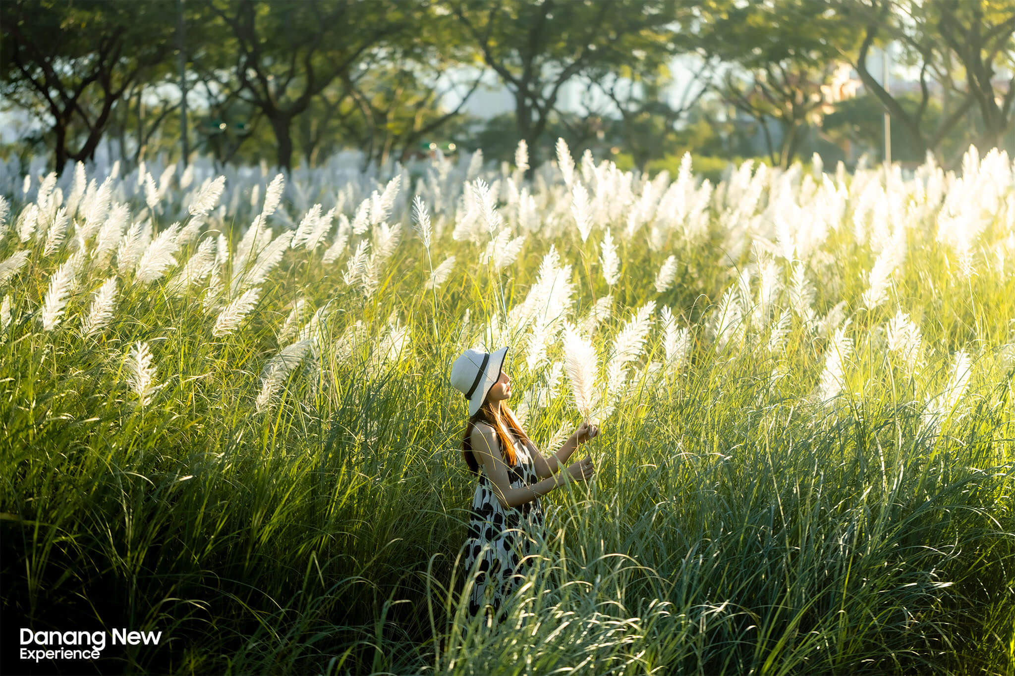 Da Nang in the Mesmerizing Reed Grass Season