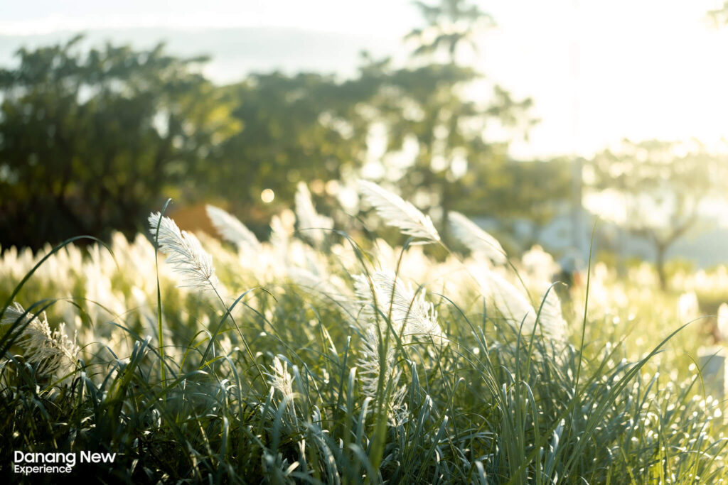 Da Nang in the Mesmerizing Reed Grass Season 2