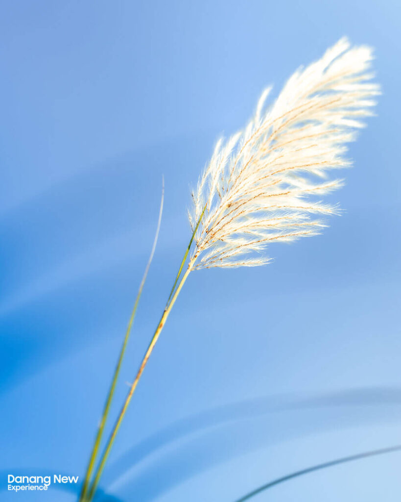 Da Nang in the Mesmerizing Reed Grass Season 3
