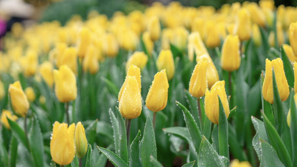 What’s New in Da Nang This Lunar New Year 7