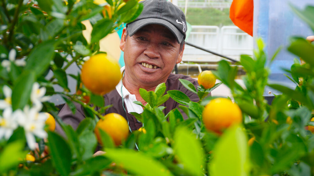 Ngày hội cây quật cảnh Cẩm Hà Lần thứ X – Hội An Tây 2026 3 