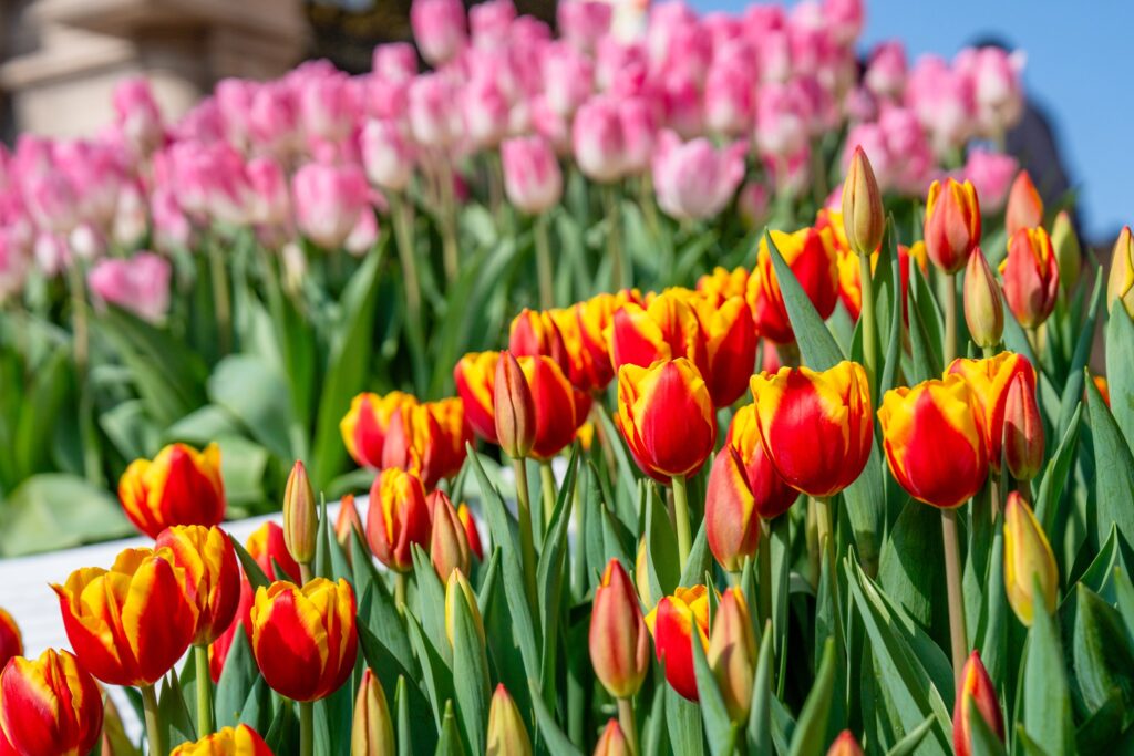 Chạm về nguyên bản 12