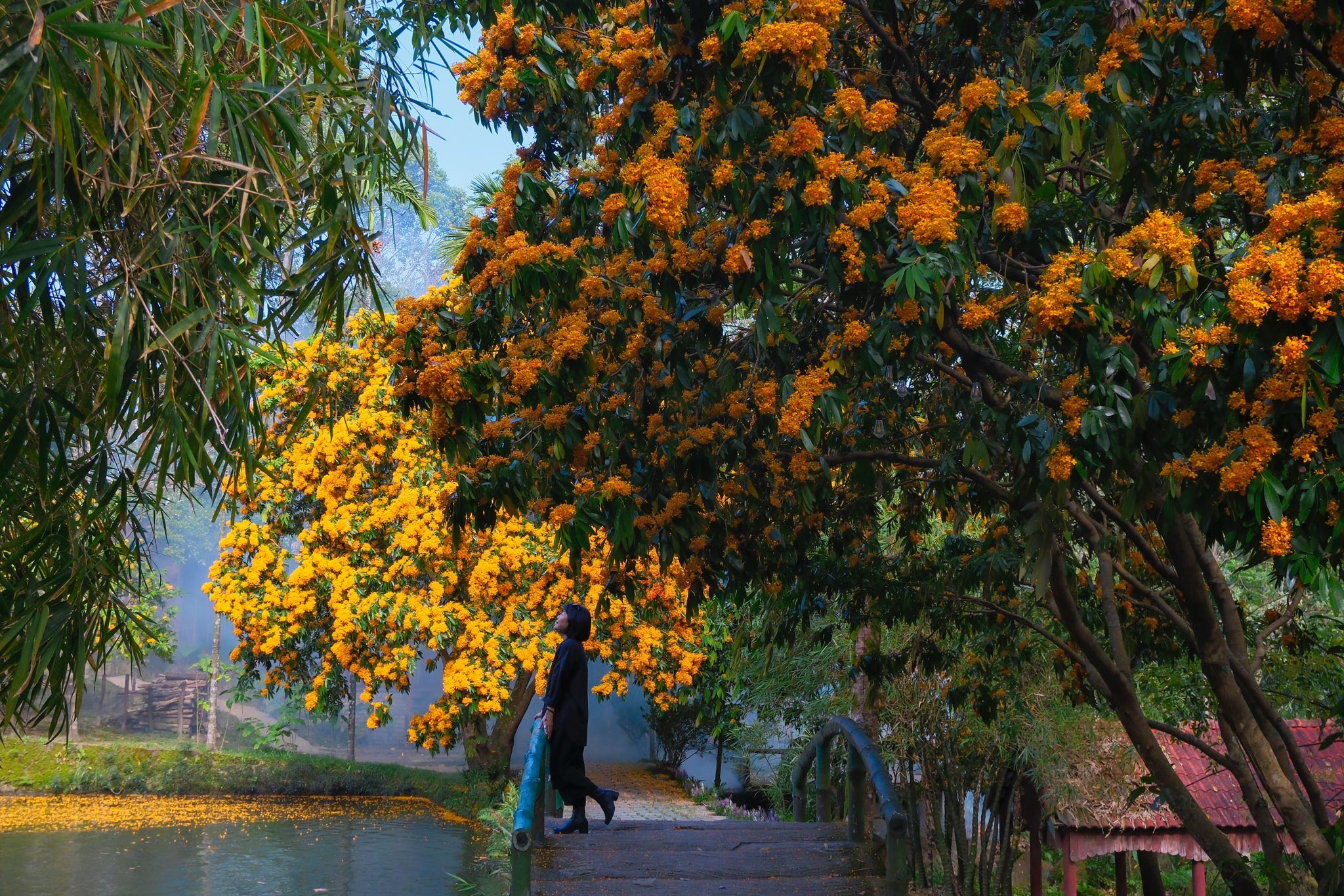 Chạm nguyên sơ mùa hoa rì rừng – Khi đại ngàn phía Tây Đà Nẵng nhuộm vàng những con suối