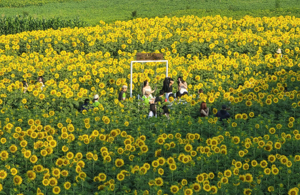 Hướng dương nở rộ ở Vu Gia, điểm check-in hút khách