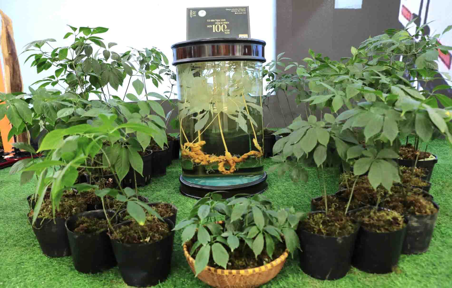 Sâm Ngọc Linh – Dược liệu quý của Đà Nẵng