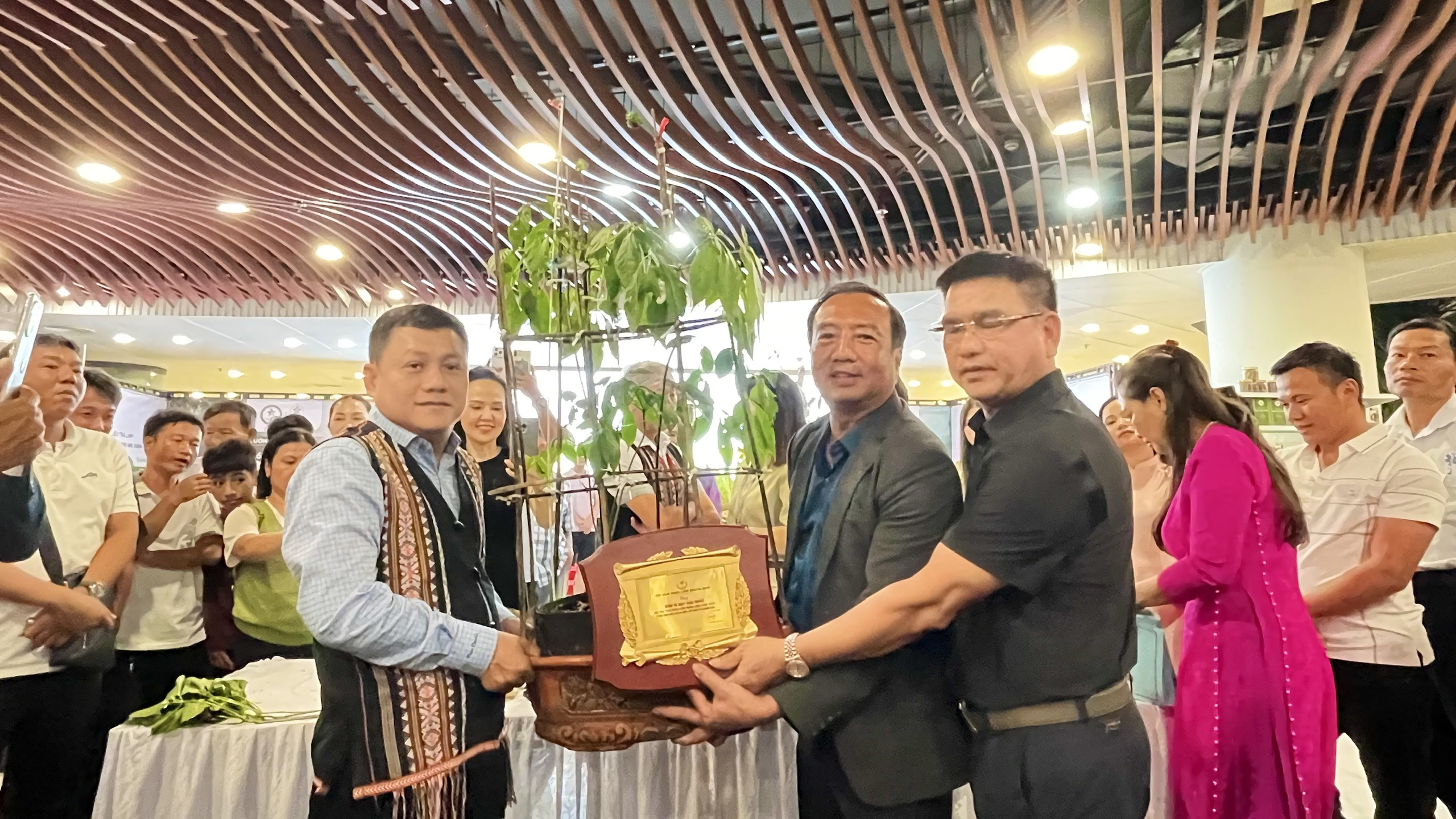 Củ sâm Ngọc Linh trên 35 năm tuổi được đấu giá 725 triệu đồng